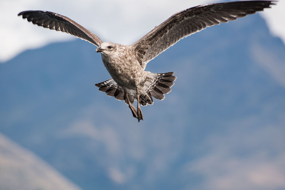 seagull in flight with mountains in background