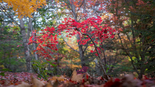 Autumn red maple tree