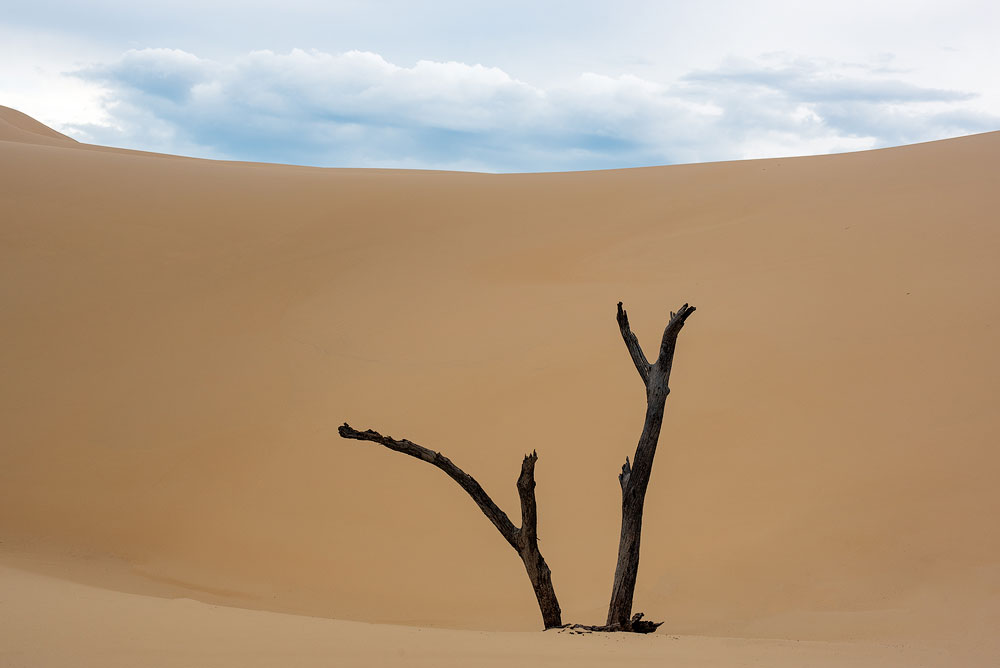 desert images dead tree