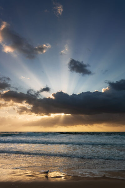 A seagull at Bronte Beach observes the sun's rays piercing the morning clouds, perfect for zen art