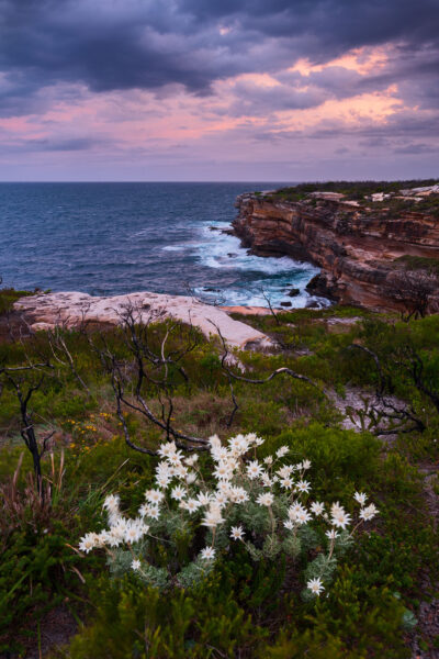 Pink and purple hues of sunset highlighting wildflowers on the coastal landscape.