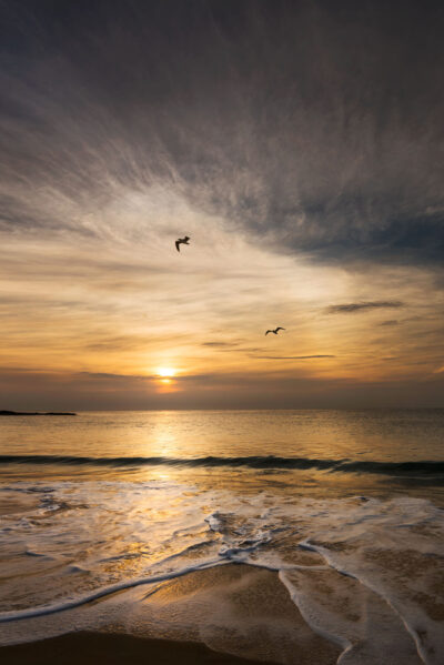 Two birds flying over a golden sunset at Coogee Beach, creating a picturesque ocean art scene.