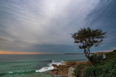 A solitary tree overlooks the calm sea at sunrise in Cronulla, ideal for a tranquil beach wall art display.