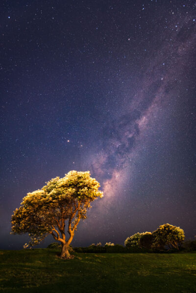 A lone tree under a star-filled sky at Burrows Park, Clovelly, evokes 'Knocking on Heaven's Door' in tree art.