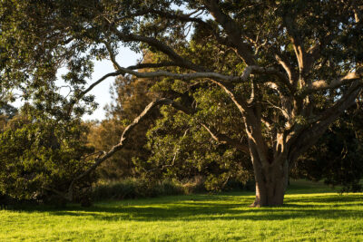 Serene tree art with lush green leaves and sprawling branches in Centennial Park, Sydney.