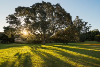 Sunset casting golden hues on trees in Centennial Park Sydney, for a harmonious green wall art.