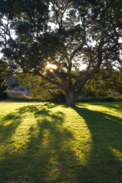 Serene twilight shadows falling on a gum tree in Centennial Park, Sydney, ideal for tree artwork.