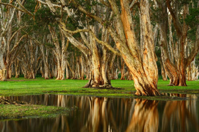 Centennial Park's tree grove reflecting in water, creating a peaceful green and brown scene for wall art.