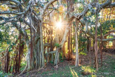 Radiant sunburst through lush forest at Darook Park Cronulla, a mystic touch for nature artwork.