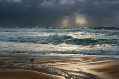 A lone seabird on Maroubra Beach witnesses the morning storm, symbolizing resilience in this evocative storm artwork.