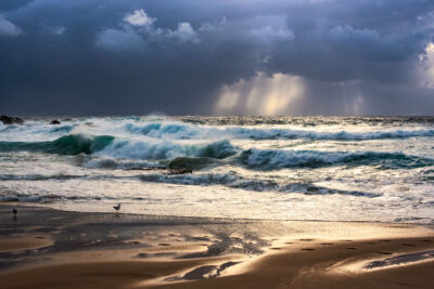 A seabird watches over stormy Maroubra Beach as morning rays pierce through dark clouds in this intense ocean art scene.
