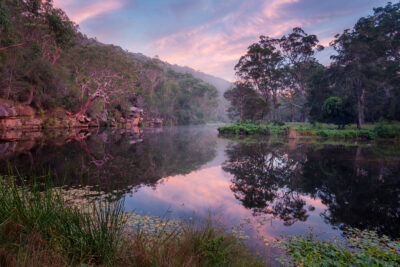 Serene early morning at Royal National Park, soft hues reflecting on calm waters, embodying forest art.