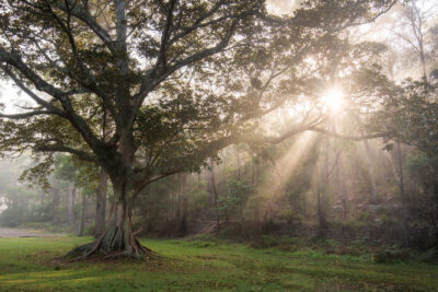 Sunrays piercing through the mist in Royal National Park, creating an inspiring nature print.