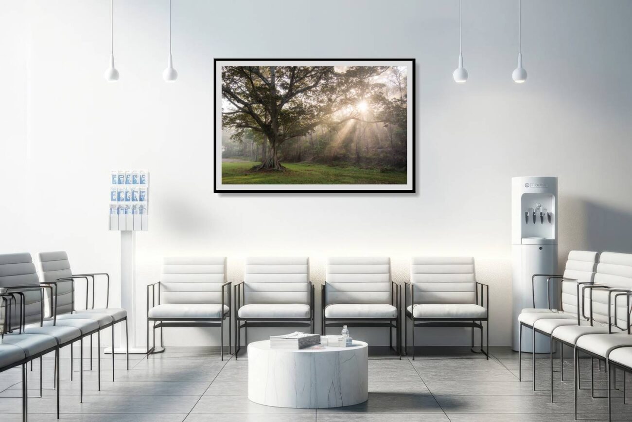 Medical office art: Royal National Park's sunrays through mist, an inspiring nature print ideal for enhancing a calming medical environment.