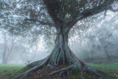 Majestic gum tree with sprawling roots in a misty forest setting, perfect for nature-inspired art.
