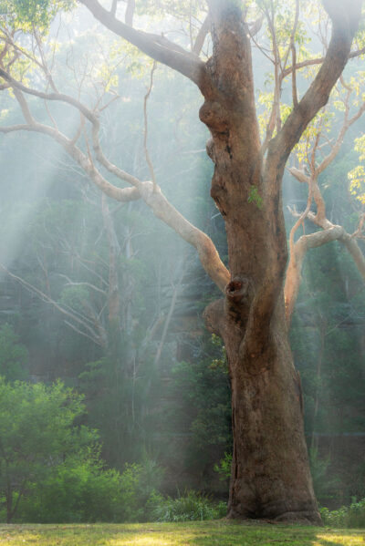 Morning sunlight breaks through mist around a majestic gum tree in a forest scene.