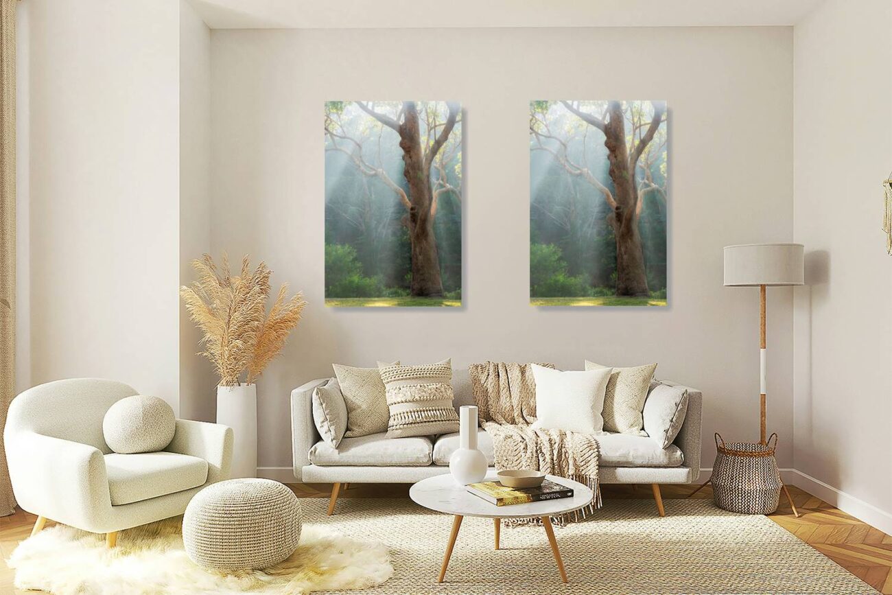 Living room art: Morning sunlight breaking through mist around a majestic gum tree, a captivating forest scene for the living room.