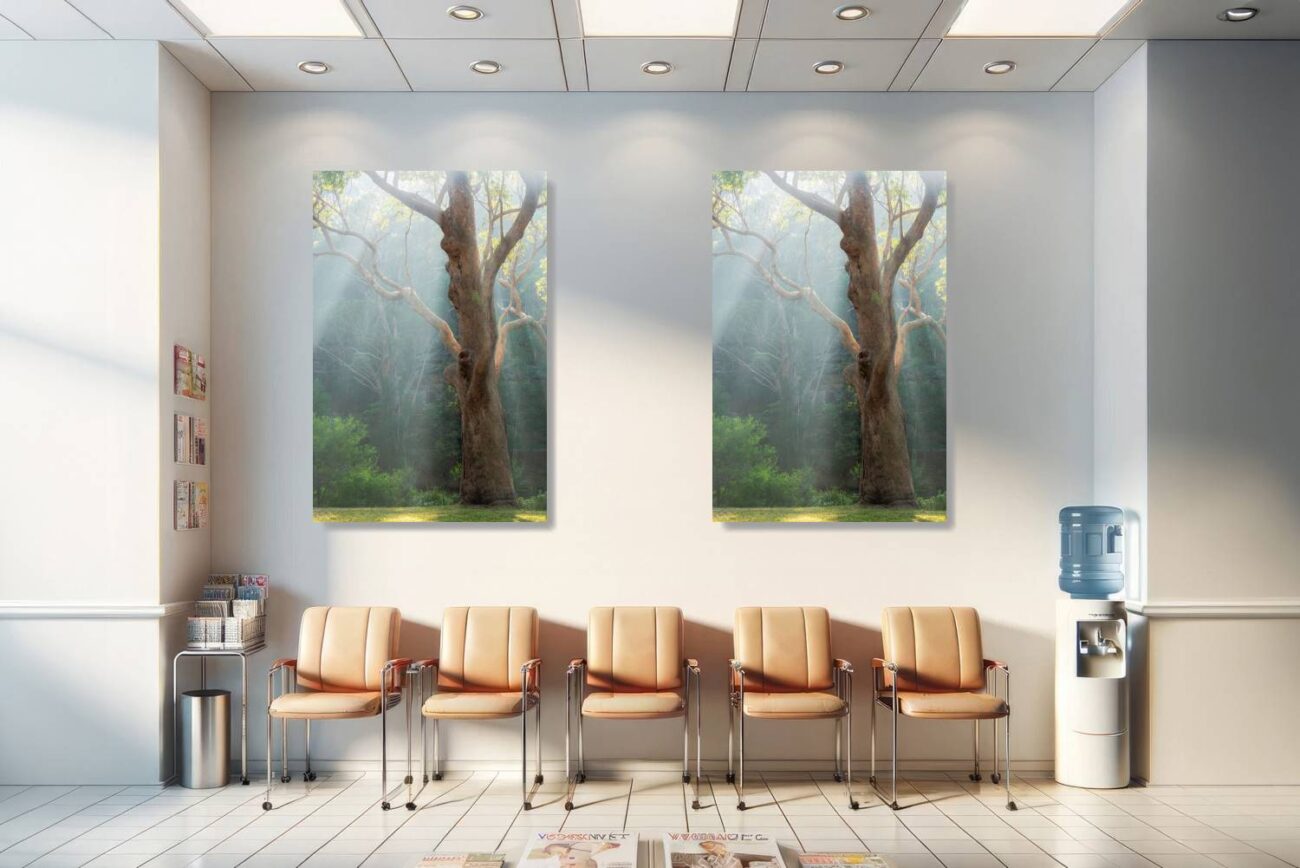 Medical office art: Tranquil forest scene featuring morning sunlight and mist around a majestic gum tree, soothing for medical settings.