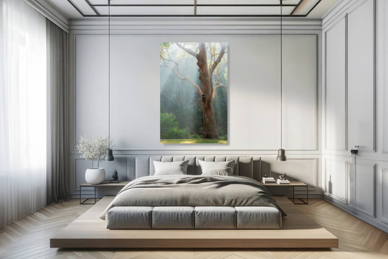 Bedroom art: Majestic gum tree bathed in morning sunlight through mist, peaceful forest scene for bedroom decor.