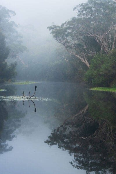 Perfect mirror reflection of a serene forest in Royal National Park, ideal for tranquil tree art.