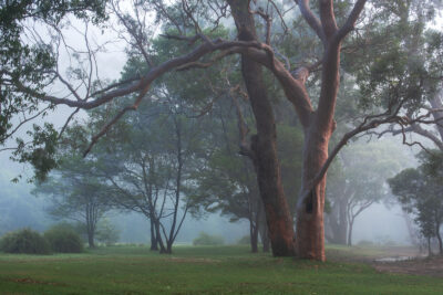 Misty morning in Royal National Park with intertwined trees creating a serene trees art scene.