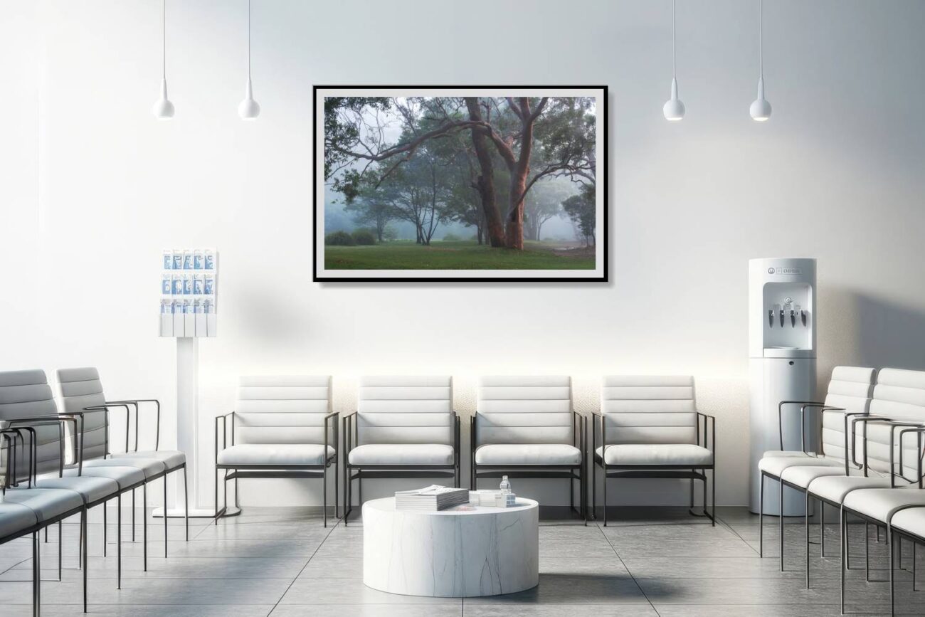 Medical office art: Serene trees art scene from a misty morning in Royal National Park, soothing and tranquil for medical settings.